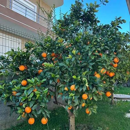 Olive Tree * פייר
