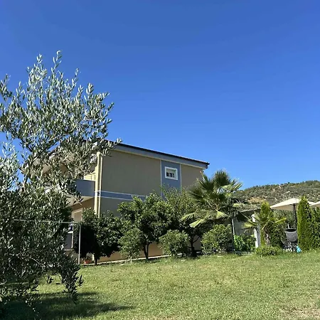 Olive Tree Fier